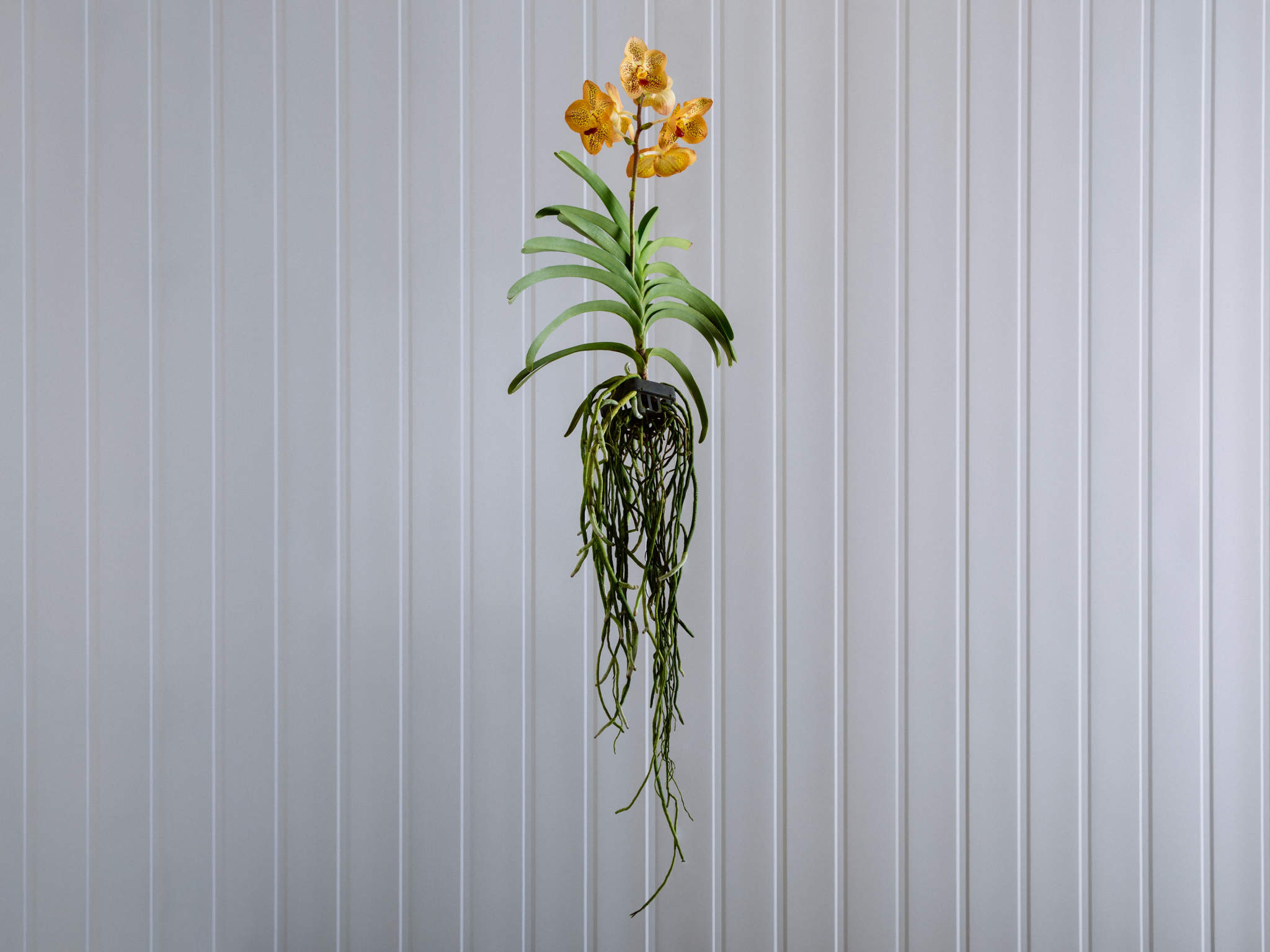 Orquídea Vanda - Amarelo Orquídea Vanda Amarela em Bowl de Vidro Para Entrega
