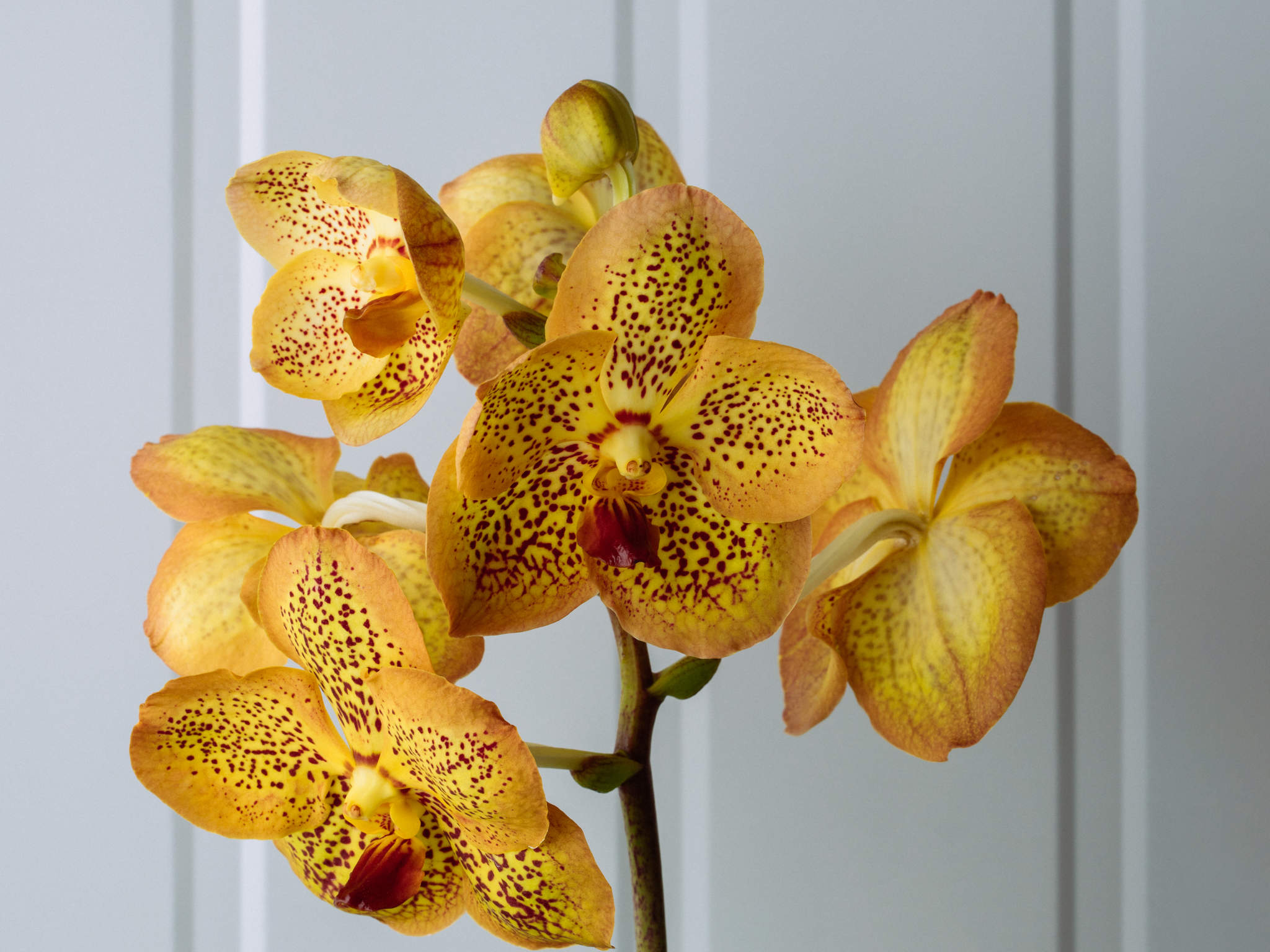 Orquídea Vanda - Amarelo Orquídea Vanda Amarela em Bowl de Vidro Para Entrega