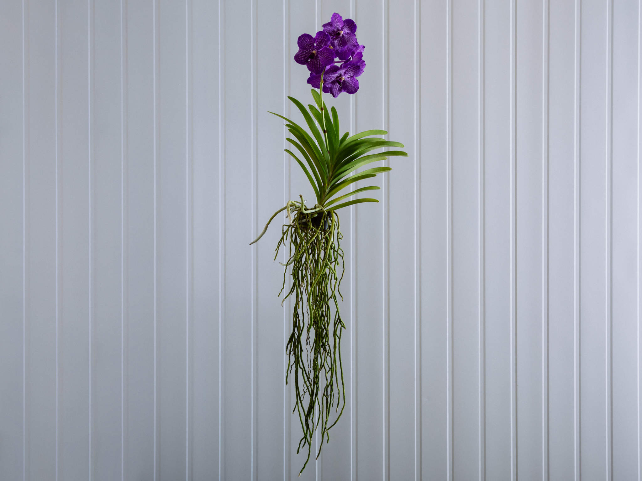 Orquídea Vanda - Lilás Orquídea Vanda Lilás em Bowl de Vidro Para Entrega