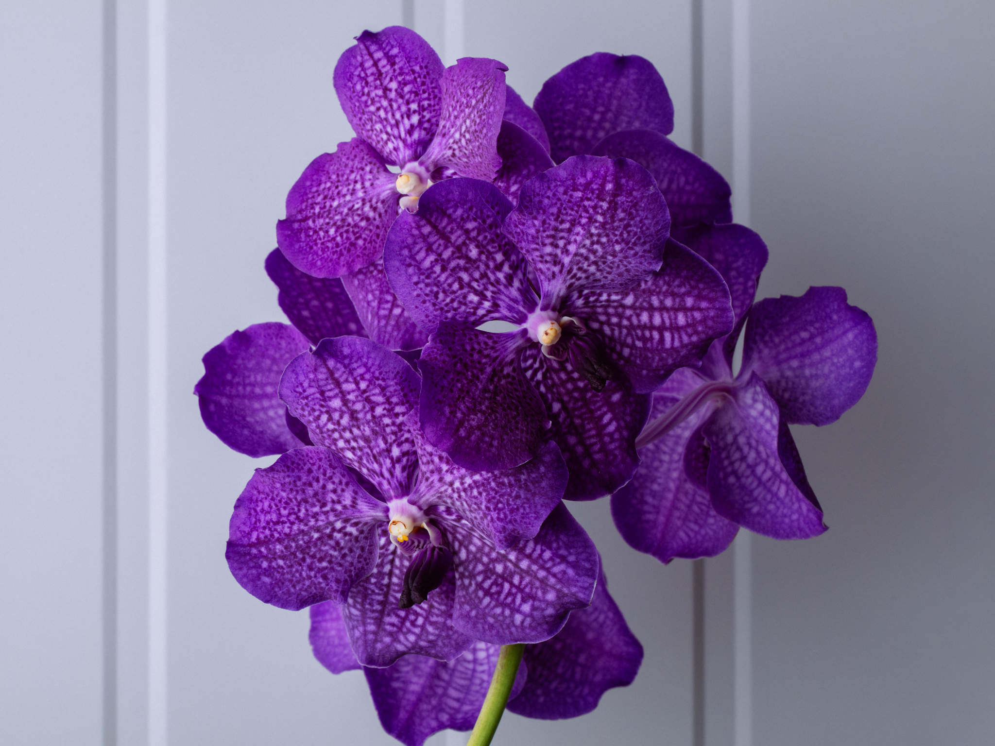 Orquídea Vanda - Lilás Orquídea Vanda Lilás em Bowl de Vidro Para Entrega