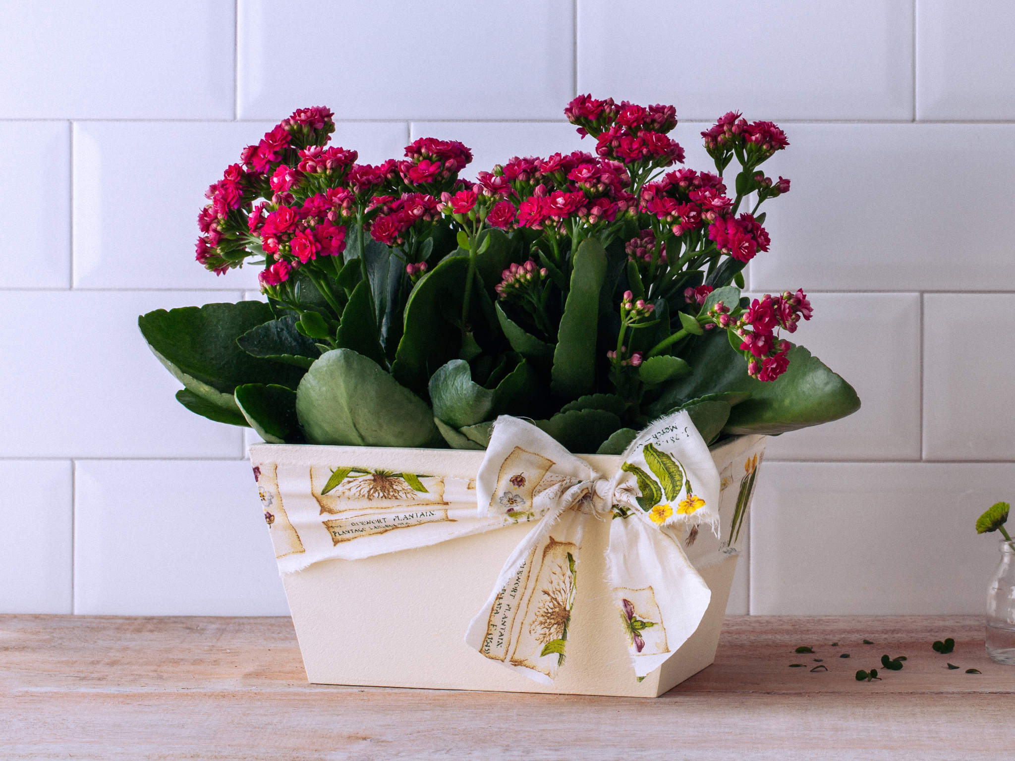 Kalanchoes Pink Plantadas em Cachepô Para Entrega