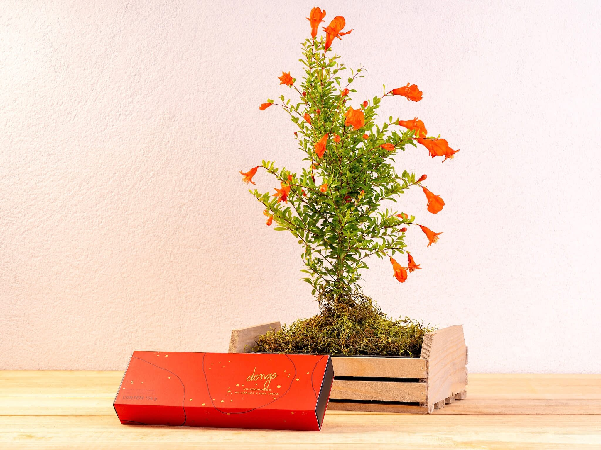 Bonsai de Romã com Chocolate Dengo Bonsai de Romã em Caixa com Chocolate Dengo