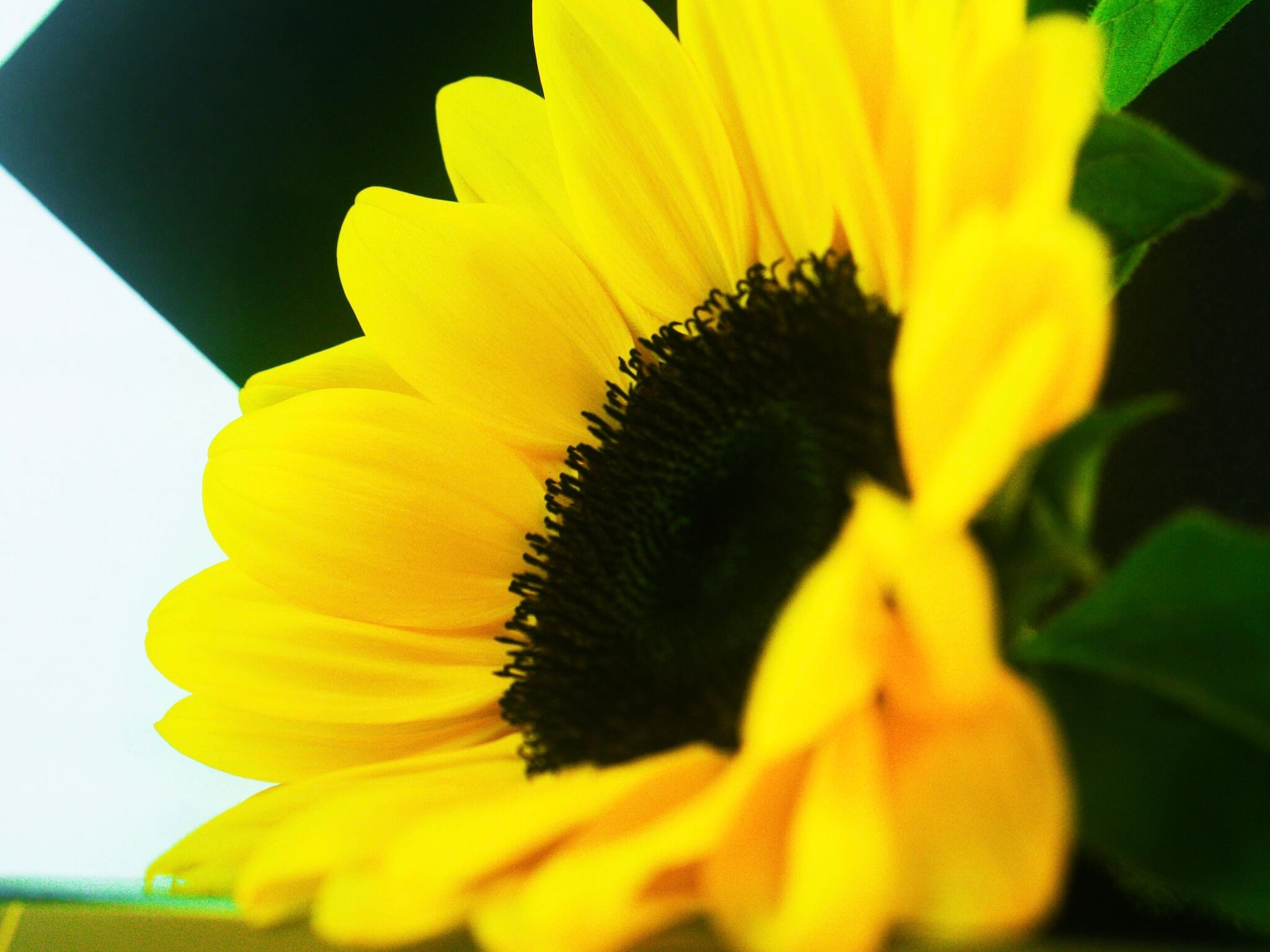 Girassol Solitário com Ferrero Rocher Girassol Solitário com Chocolate Ferrero Rocher