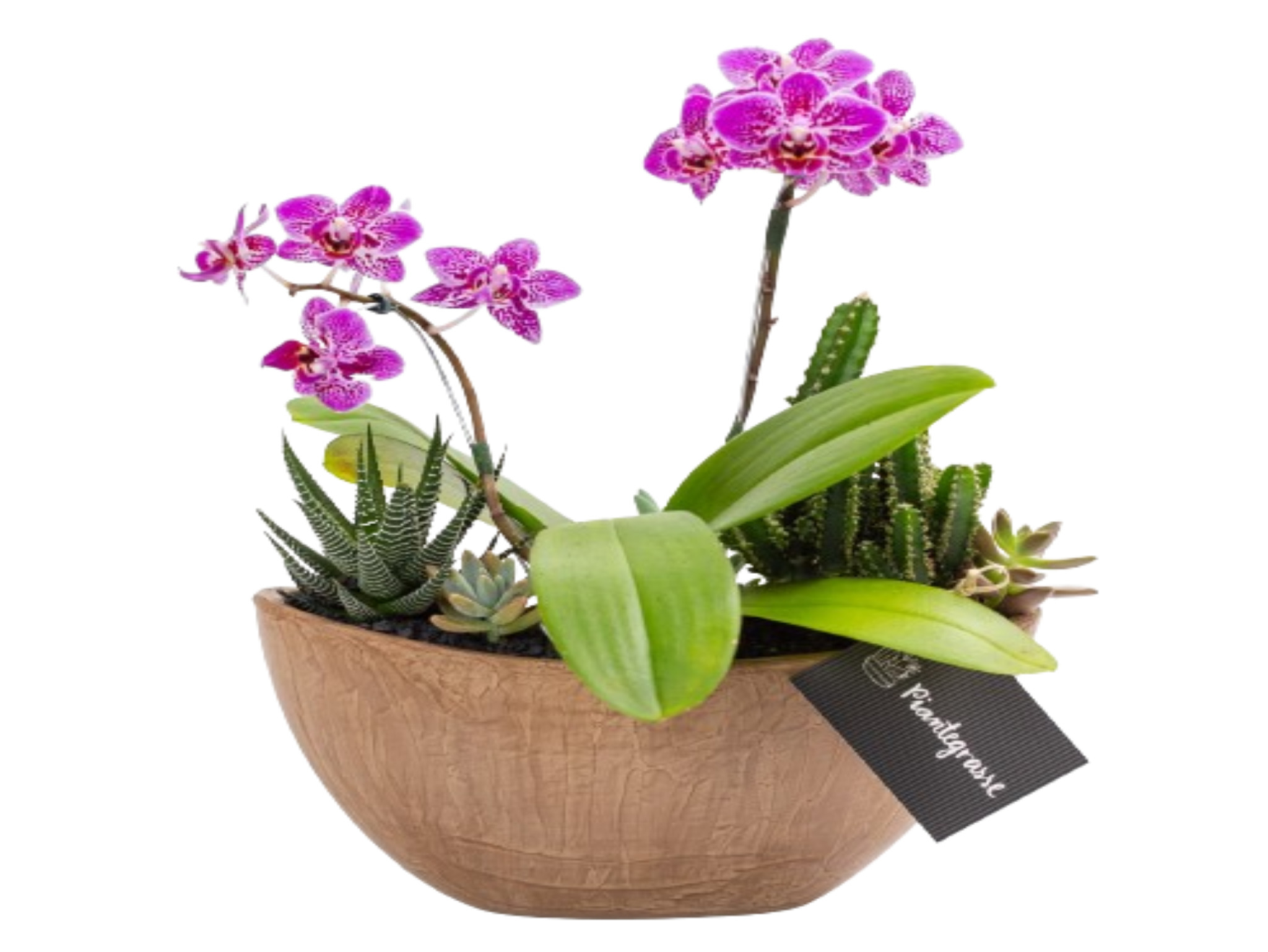 Arca Aço com Mini Orquídea, Cactos e Suculentas