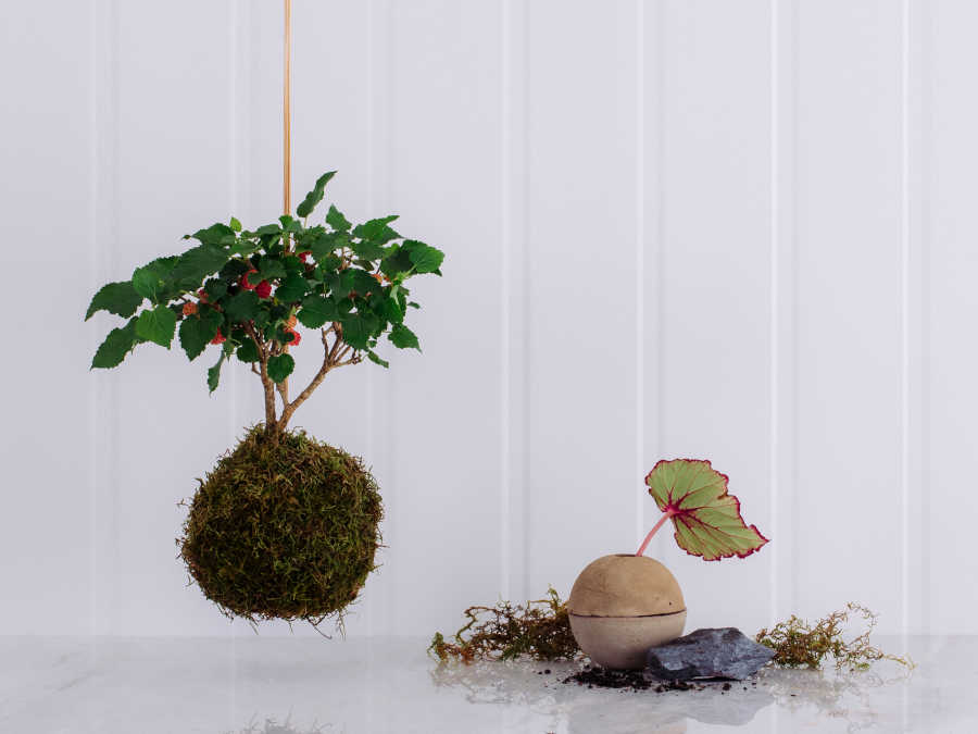 Kokedama de Bonsai de Amora em Caixa de Madeira