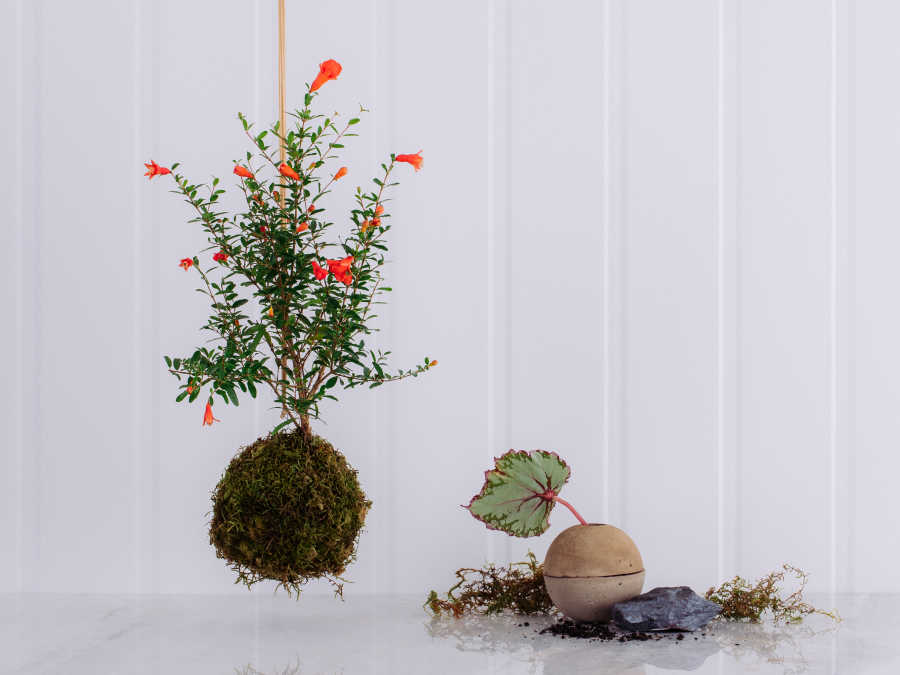 Kokedama Bonsai de Romã em Caixa de Madeira