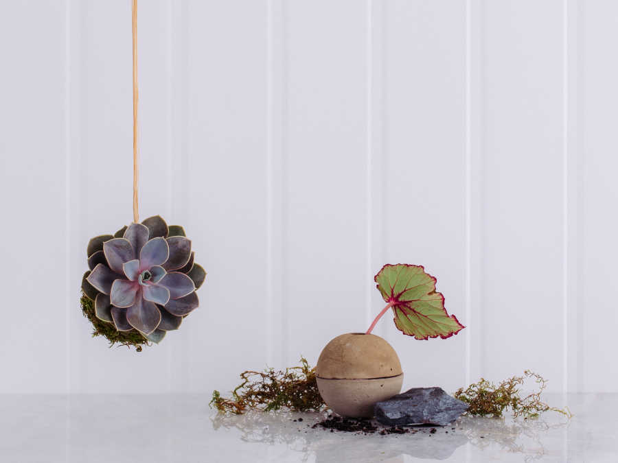 Kokedama Suculenta Rosa-de-Pedra em Caixa de Madeira