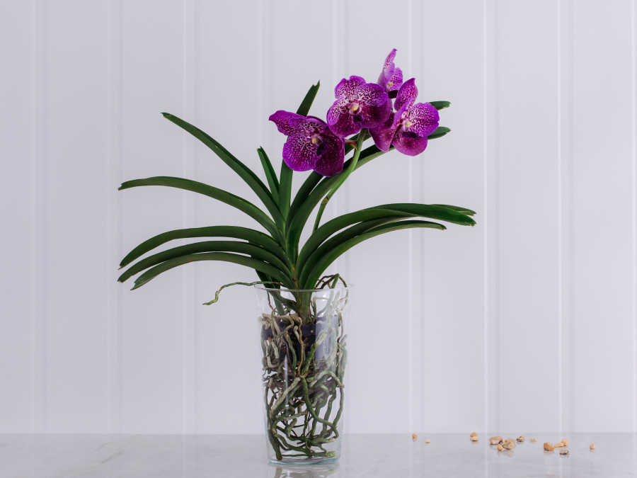 Orquídea Vanda Pink em Vaso Para Entrega