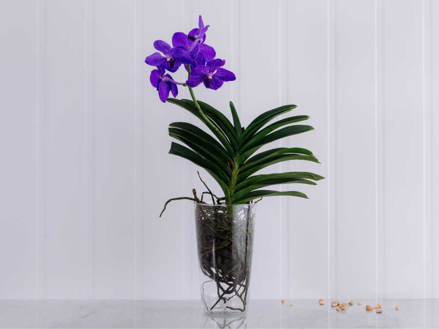 Orquídea Vanda Lilás em Vaso Para Entrega