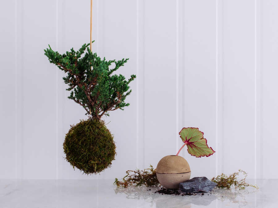 Kokedama de Bonsai de Pinheiro em Caixa de Madeira