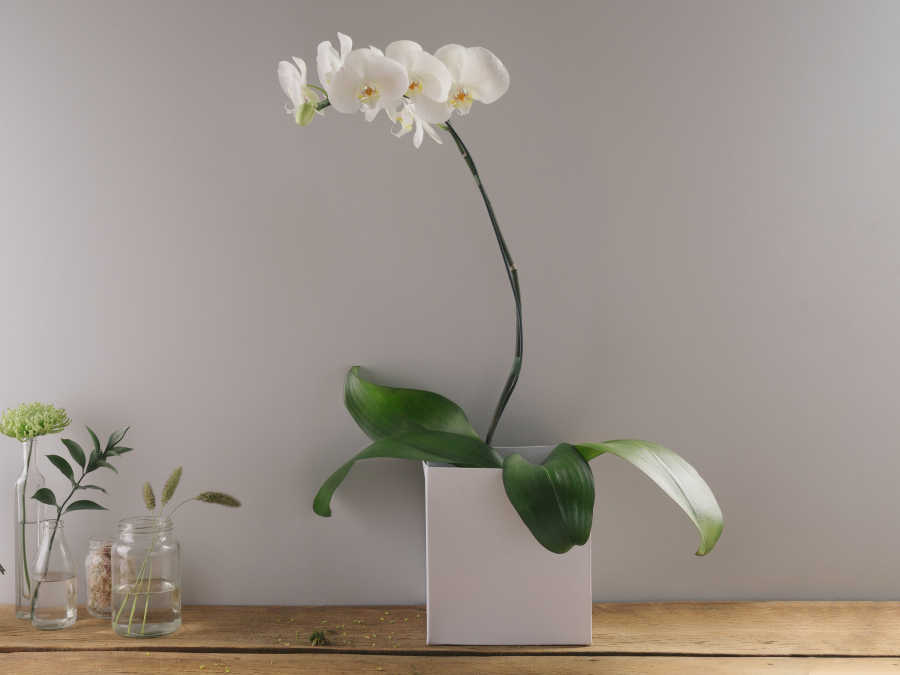 Orquídea Phalaenópsis Branca Plantada Para Entrega