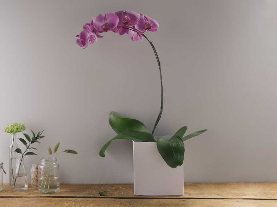 Orquídea Phalaenópsis Pink Plantada Para Entrega