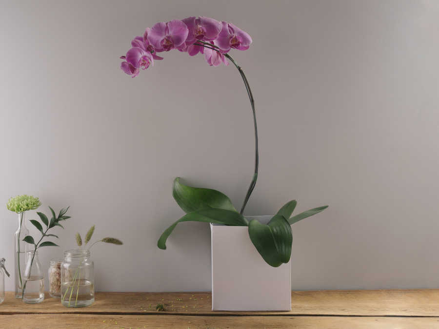 Orquídea Phalaenópsis Pink Plantada | Flores Online