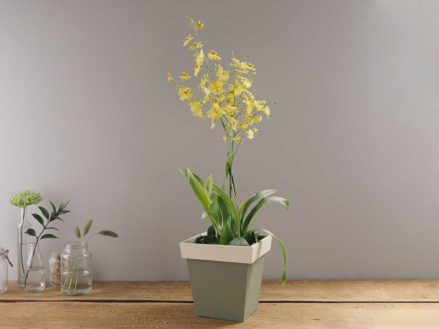 Orquídea Amarela Chuva de Ouro em Vaso