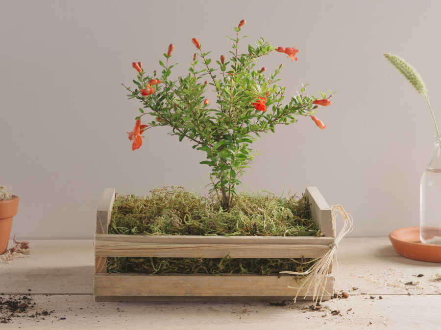 Bonsai de Romã em Caixa Rústica de Madeira