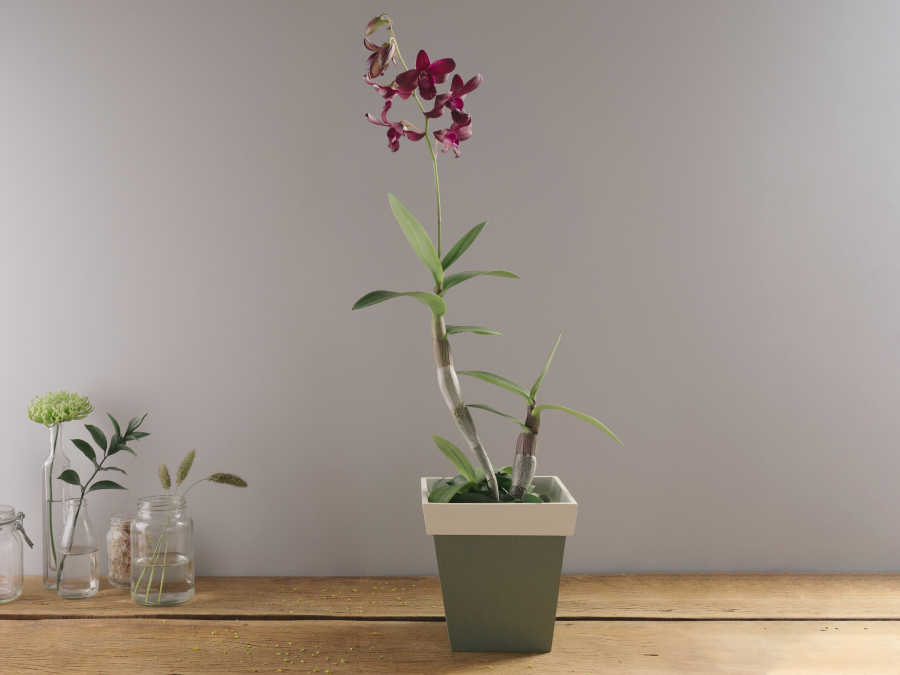 Orquídea Denphal Lilás Plantada em Vaso