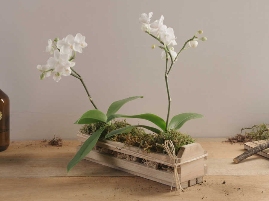 Mini Orquídeas Brancas em Base Rústica de Madeira