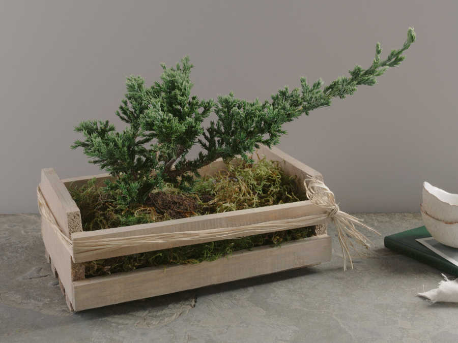 Bonsai de Pinheiro em Caixa de Madeira Rústica