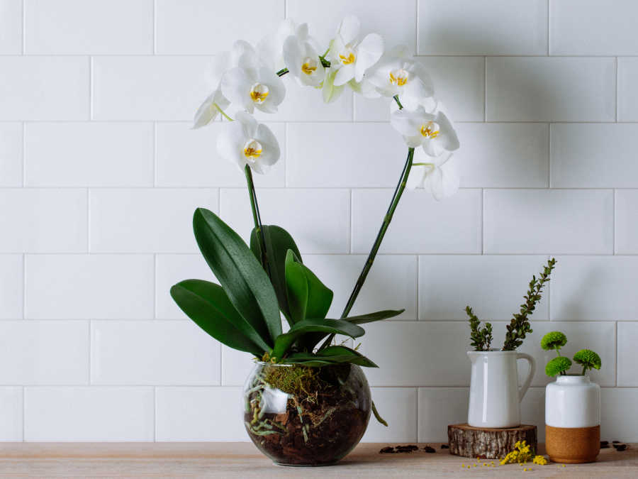 Arranjo de Orquídeas Brancas em Bowl de Vidro Para Entrega