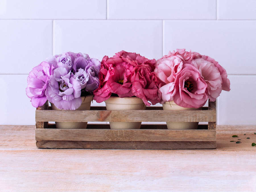 Vasos de Lisianthus Lilás, Roxo e Rosa em Caixa de Madeira