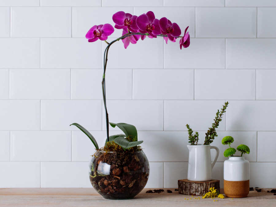 Arranjo de Orquídeas Pink em Bowl de Vidro Para Entrega