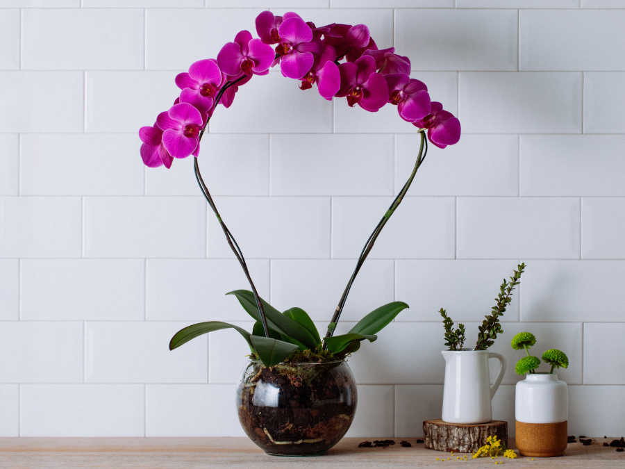 Orquídeas Phalaenopsis Pink em Bowl de Vidro