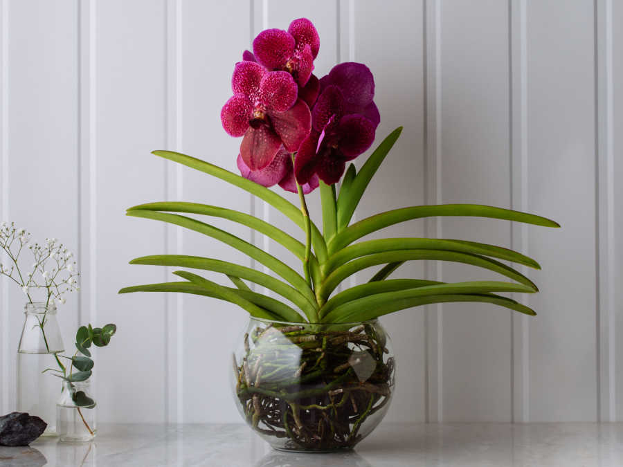 Orquídea Vanda Pink em Bowl de Vidro Para Entrega
