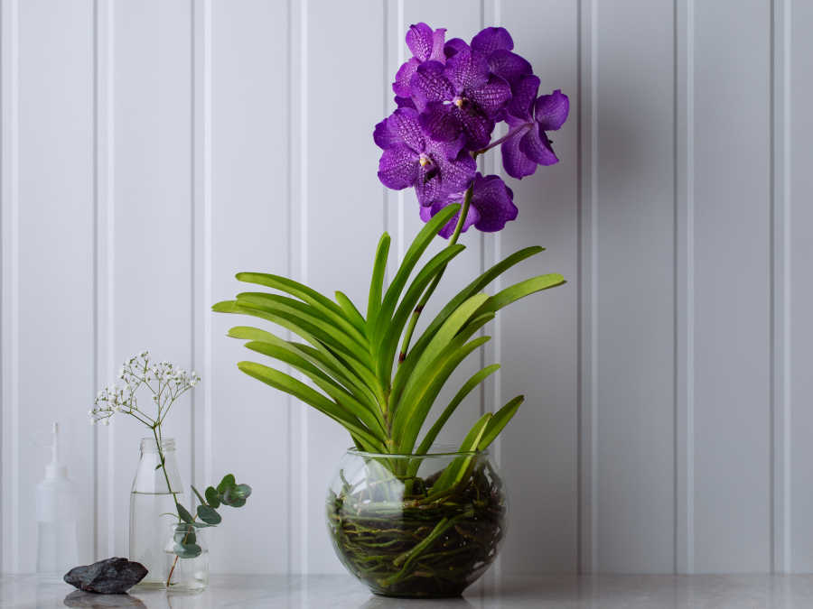 Orquídea Vanda Lilás em Bowl de Vidro Para Entrega